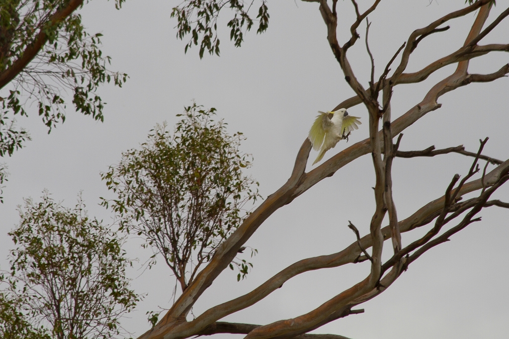 17 - Mt Field NP (14).jpg